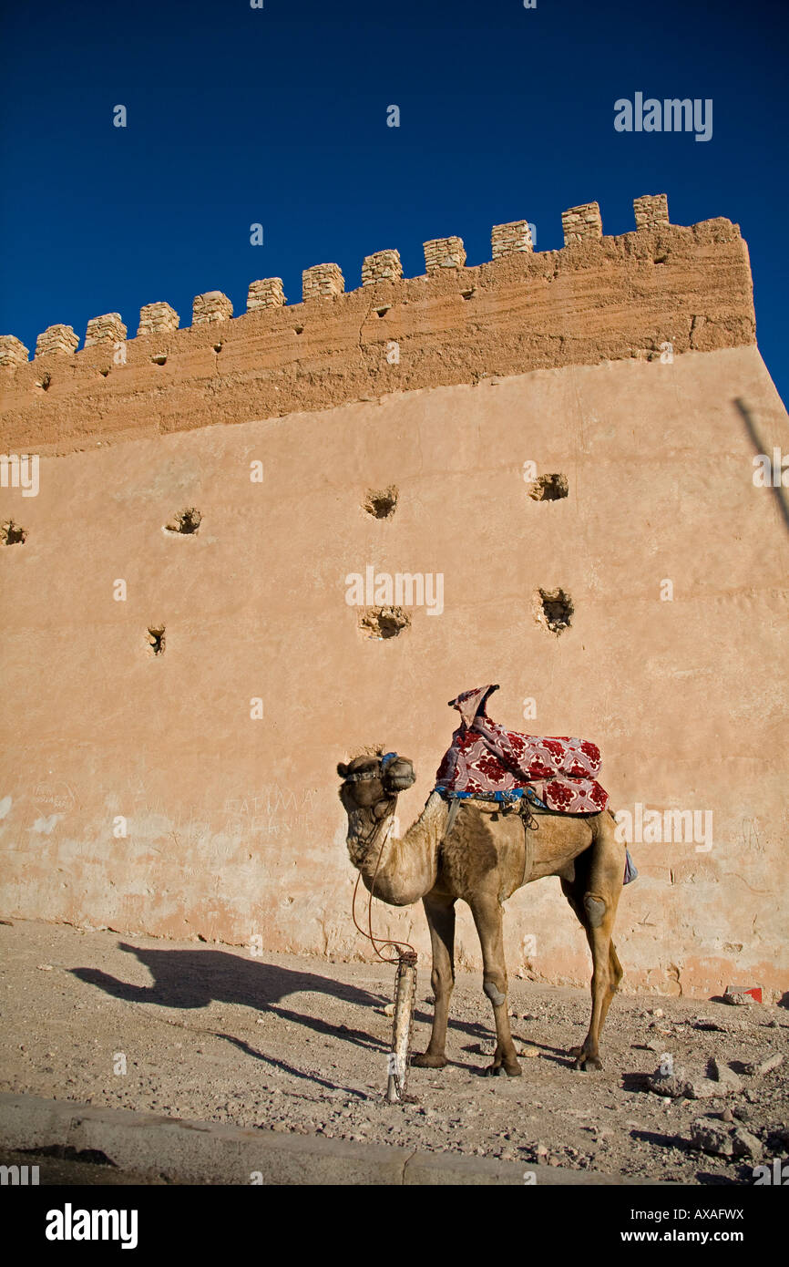 Dromedario in piedi nella luce del sole dal castello fortificato parete città vecchia di Agadir Marocco composizione verticale Foto Stock