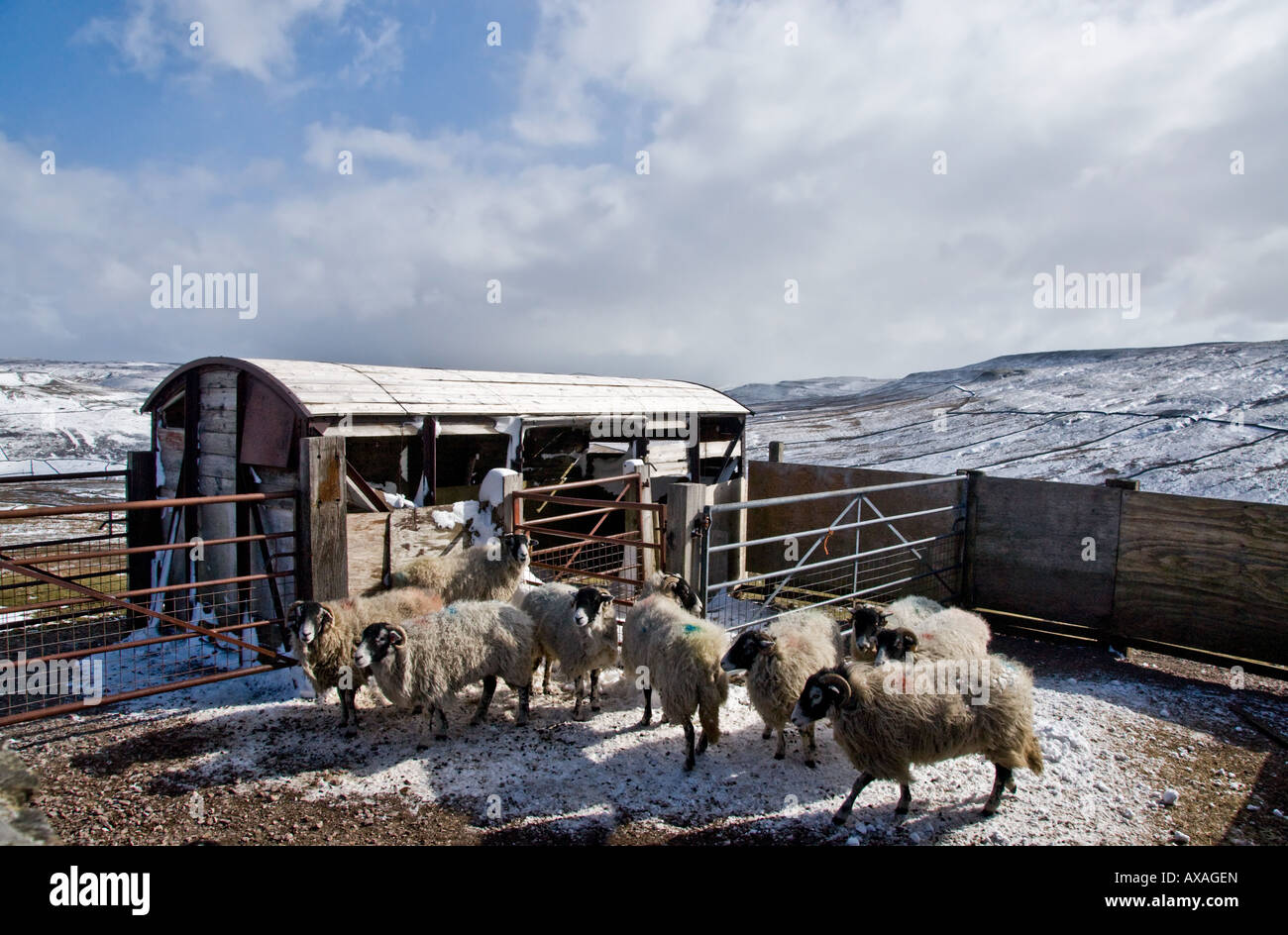 Swaledale pecore in un rifugio sulle Buttertubs Pass, Swaledale. Foto Stock