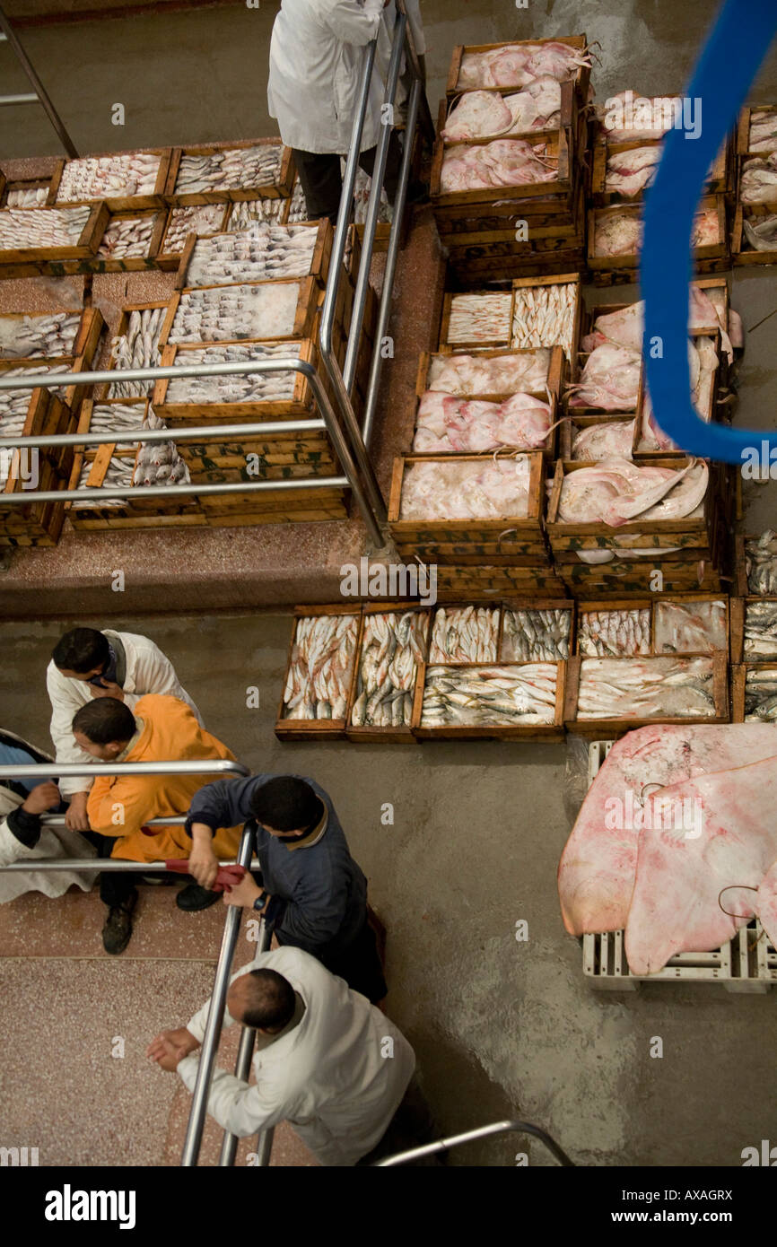 Il sistema delle aste di casse scatole piene di fresco pesce bagnato, nel mercato del pesce Agadir, Marocco, gli operatori di mercato, di acquisto e di vendita sul mercato, Foto Stock