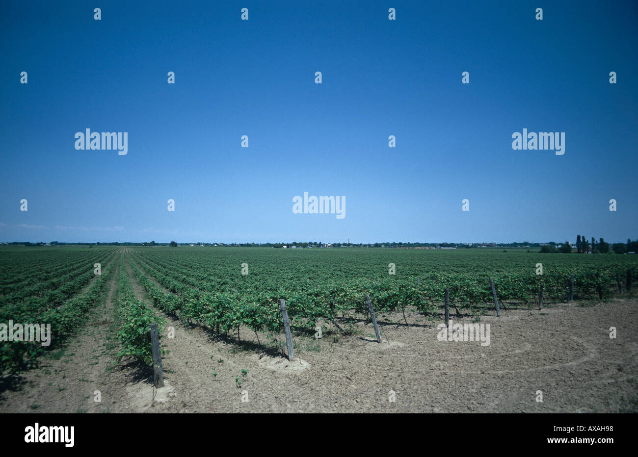 Vigneto largo crescente nella regione del Niagara di Southern Ontario micro clima Canada Foto Stock