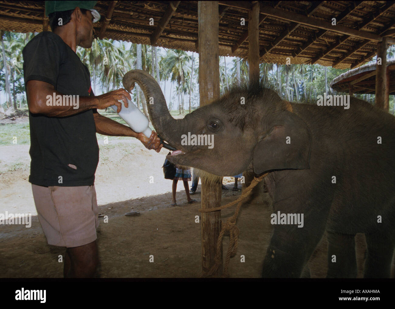Elefanten Waisenhaus, Pinnawela Sri Lanka Foto Stock
