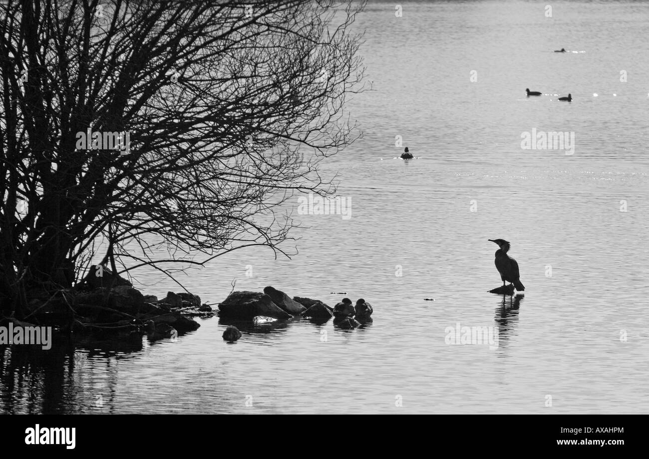 Cormorano e di riflessione sul lago, UK, inverno Foto Stock