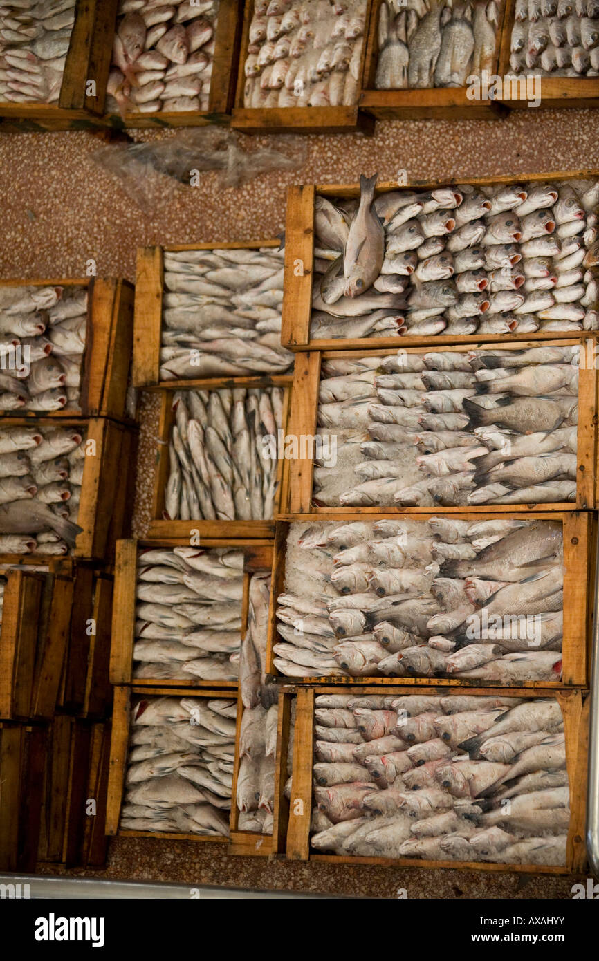 Casse scatole piene di fresco pesce bagnato,sardine nel mercato del pesce Agadir, Marocco, Foto Stock