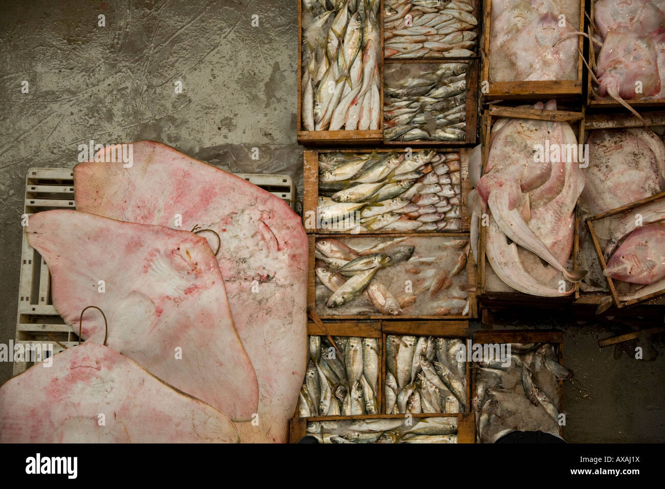 Casse scatole piene di fresco pesce bagnato, nel mercato del pesce Agadir, Marocco, Manta ray. Raie. Poisson frais. Foto Stock