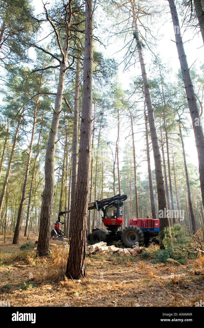 Commissione forestale opere su Pino silvestre al Comune di Ockham Surrey UK Foto Stock