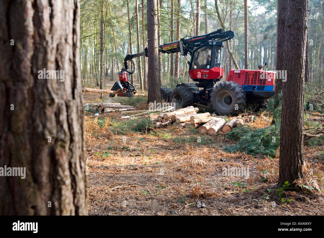 Commissione forestale opere su Pino silvestre al Comune di Ockham Surrey UK Foto Stock