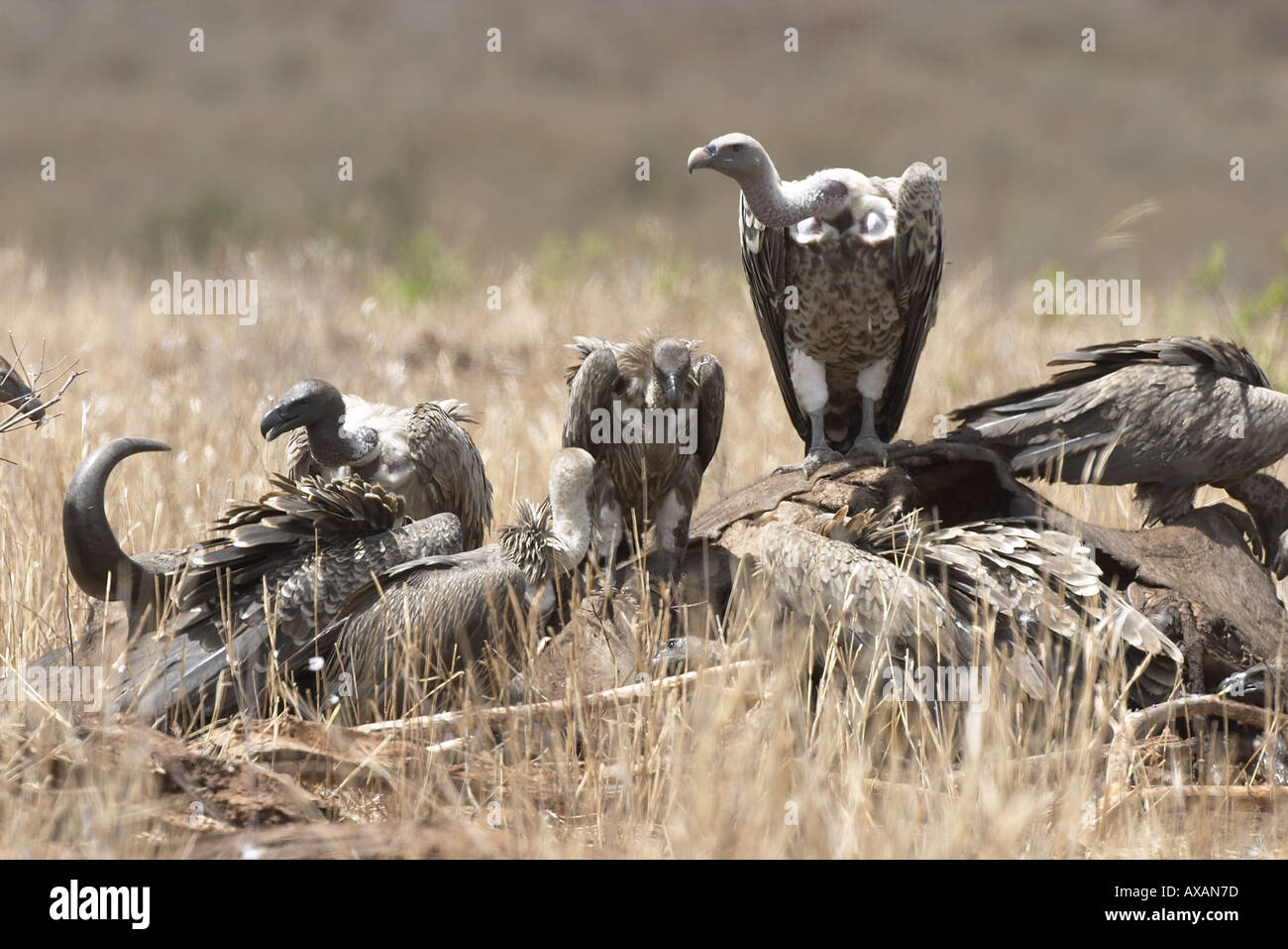 Gyps rueppellii Rüpell s avvoltoio uccello Parco Nazionale di Tarangire e Tanzania Africa Foto Stock