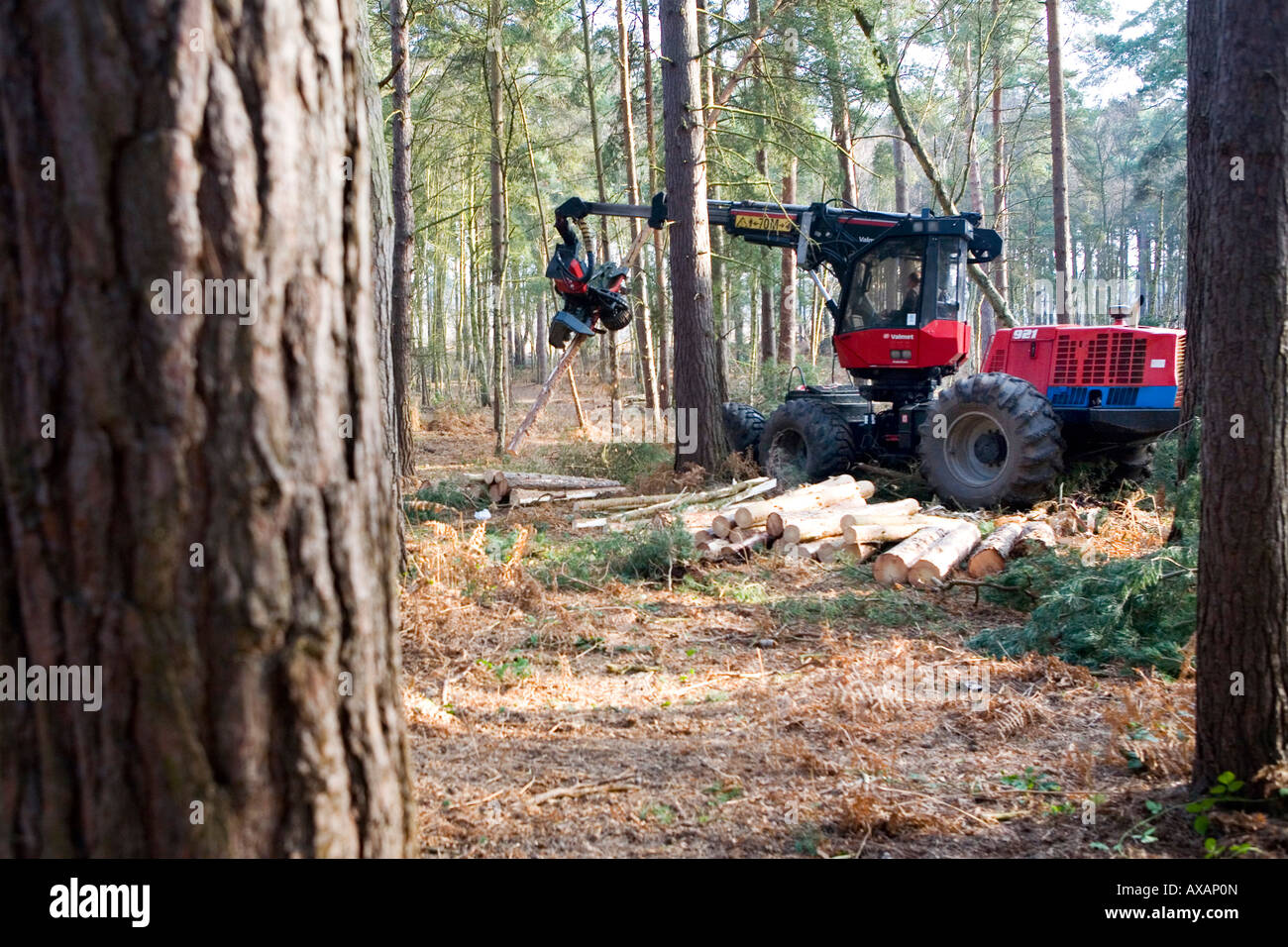 Commissione forestale opere su Pino silvestre al Comune di Ockham Surrey UK Foto Stock