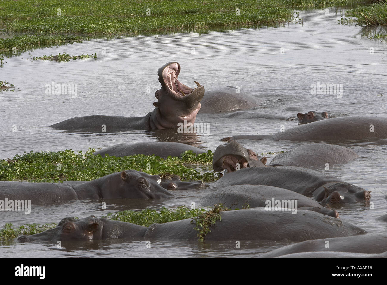 Ippopotamo ippopotamo anfibio Ngorongoro Conservation Area Tanzania Africa Foto Stock