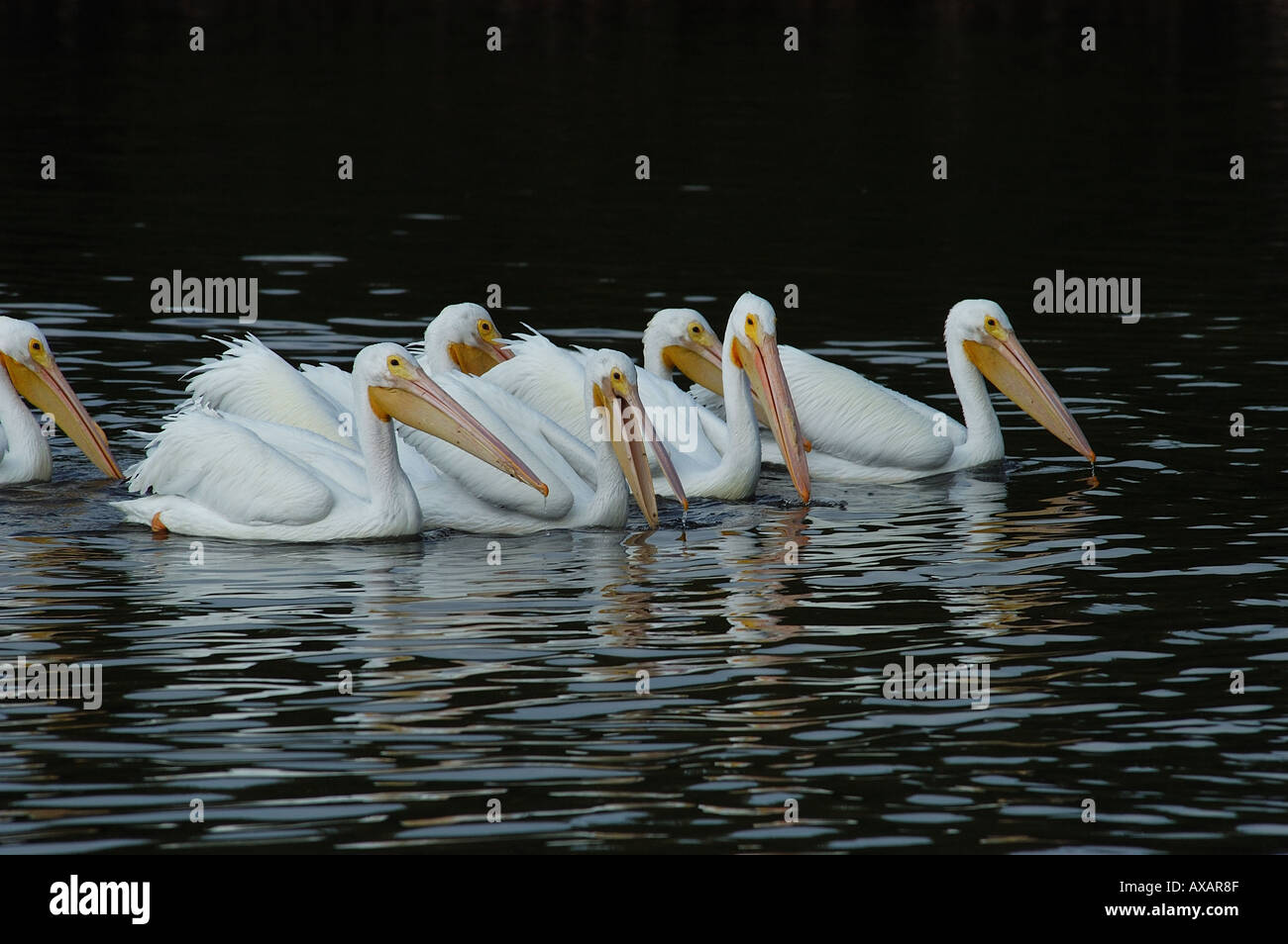 American pellicani bianchi Pelecanus erythrorhynchos pesca Florida USA Foto Stock