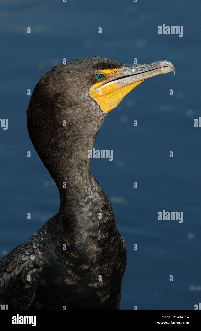 Double Crested cormorano Phalacrocorax auritus close up della testa e del collo per adulti inverno Florida USA Foto Stock
