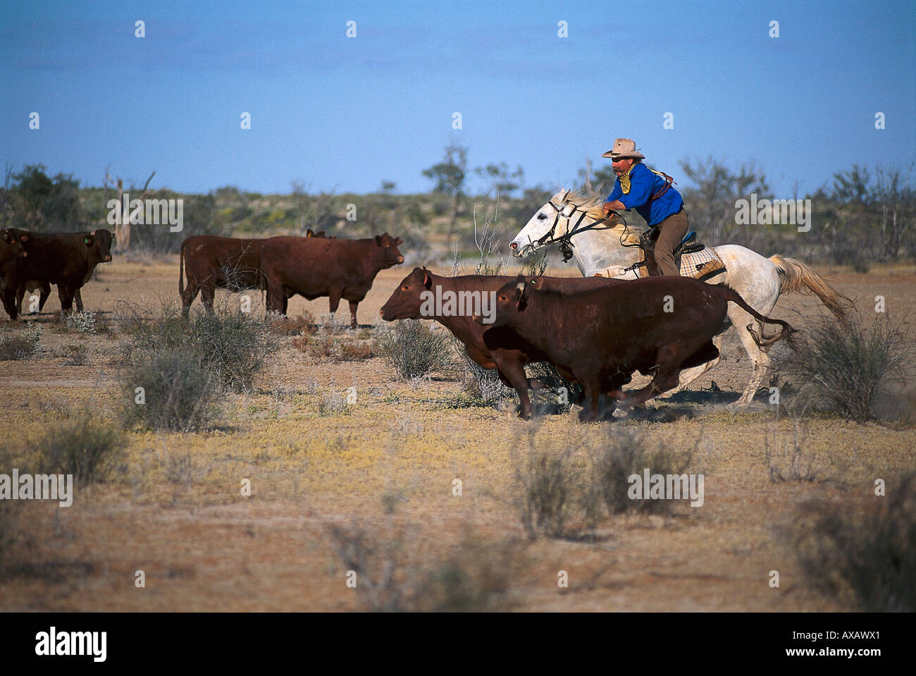 Ordinamento Cattles, stazione di bovini, Sud Australia Australia Foto Stock