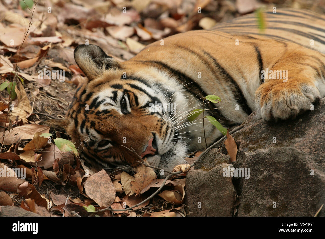 Tigre bengala Panthera tigris tigri Foto Stock