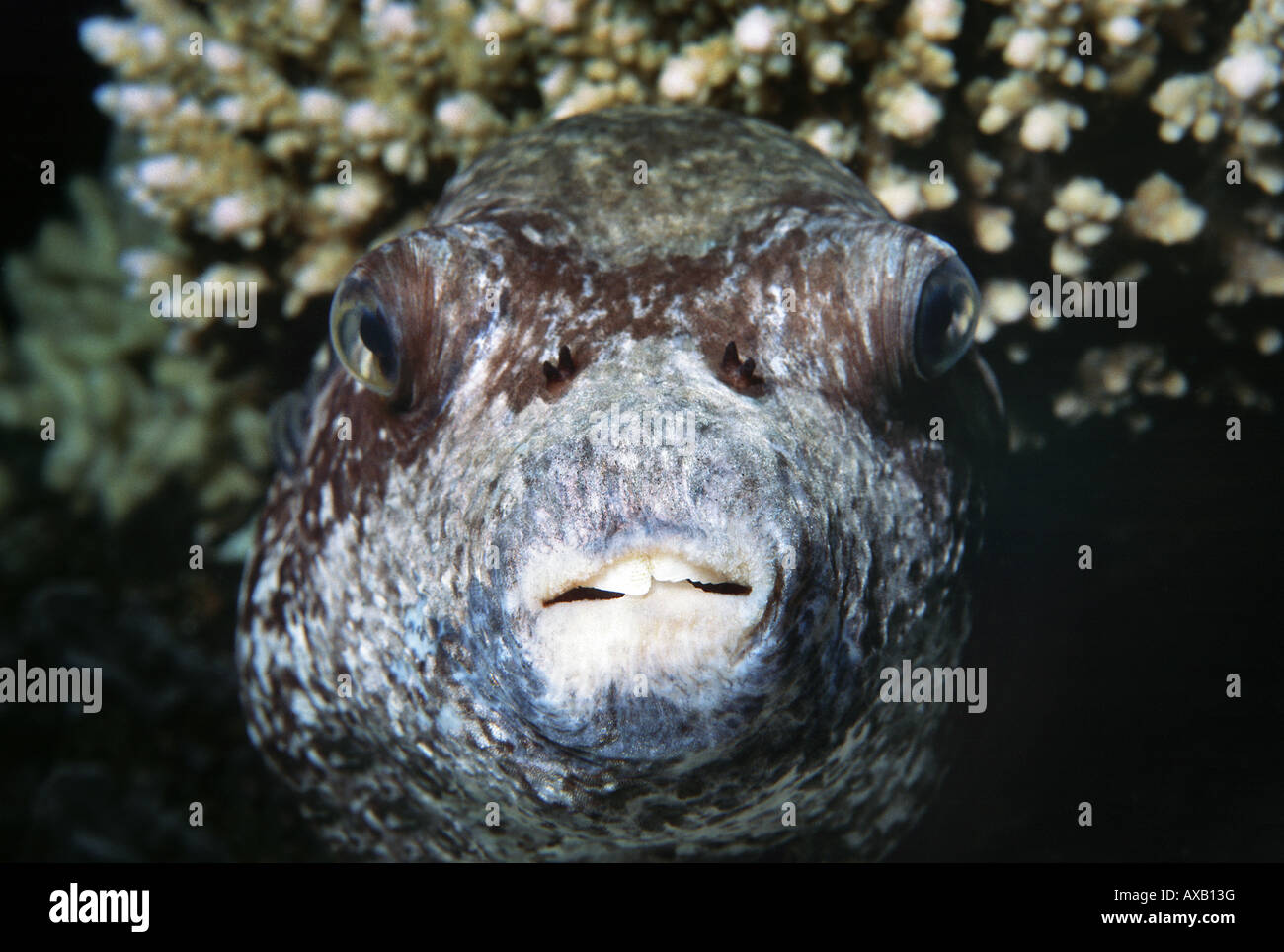 Close-up di mascherato testa pufferfish Foto Stock