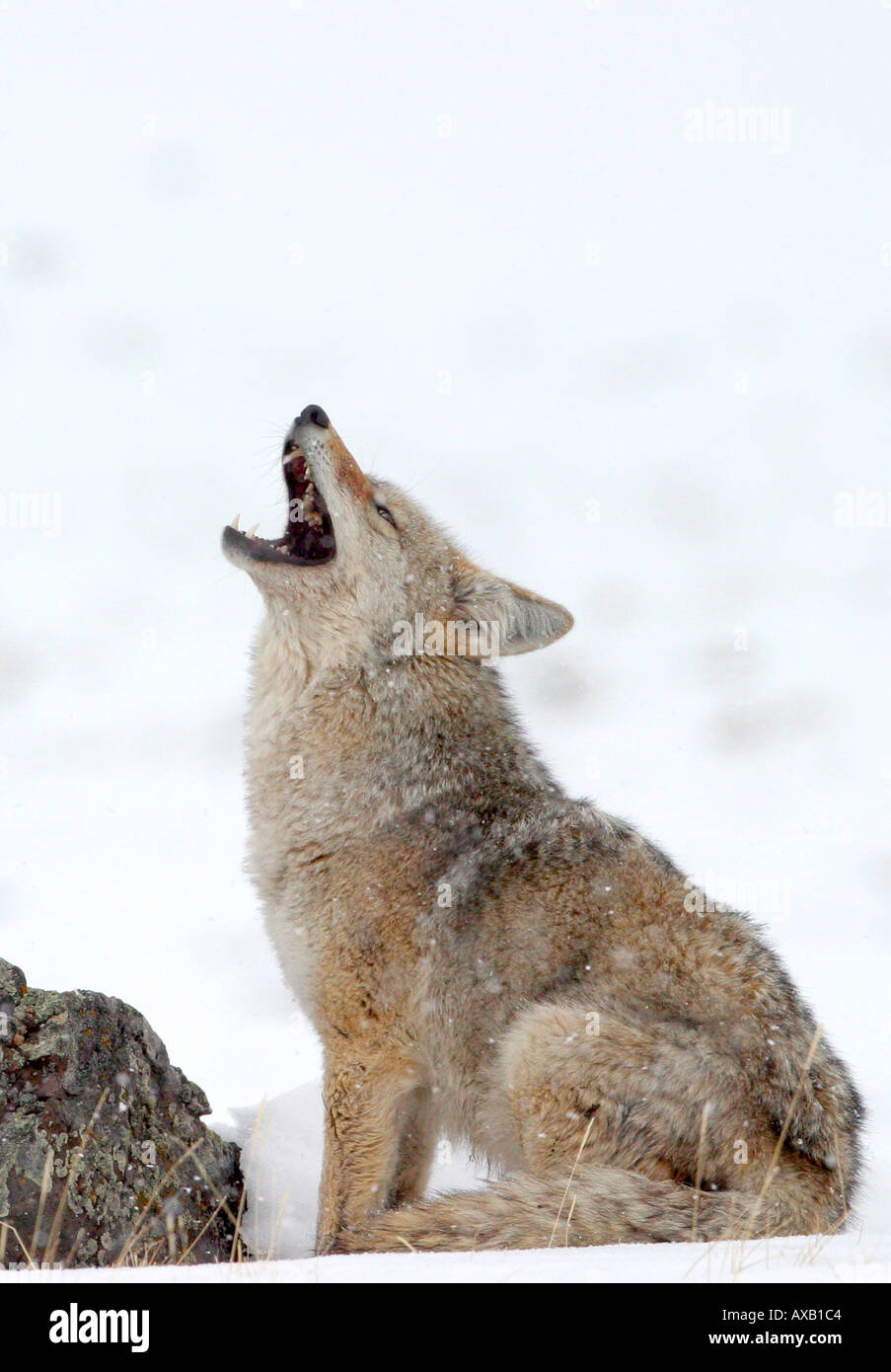 Coyote che urla Foto Stock