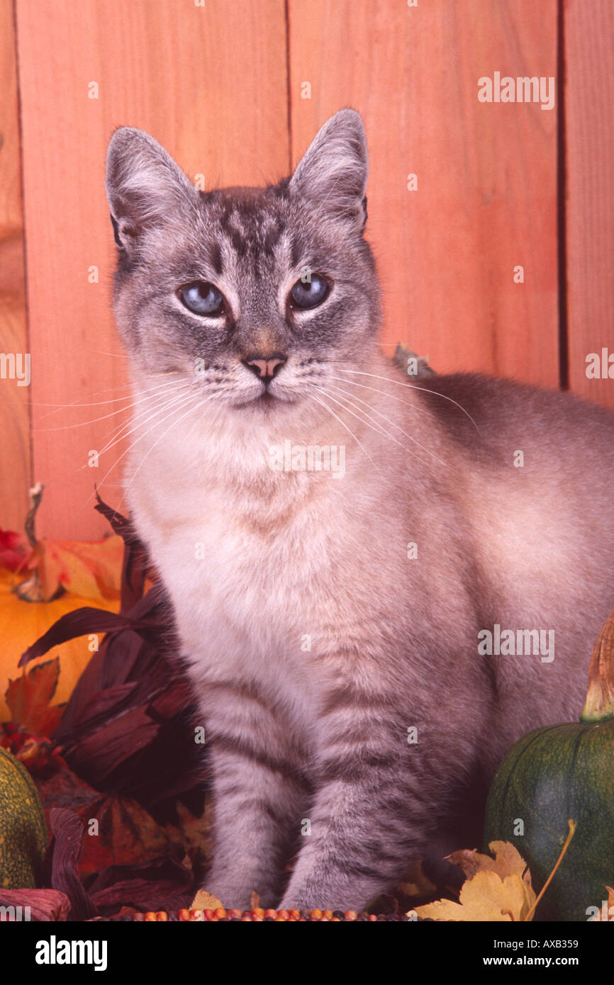 Punto di Lynx tabby point siamese gatto occhi blu tema harves PR CL 156255  Foto stock - Alamy