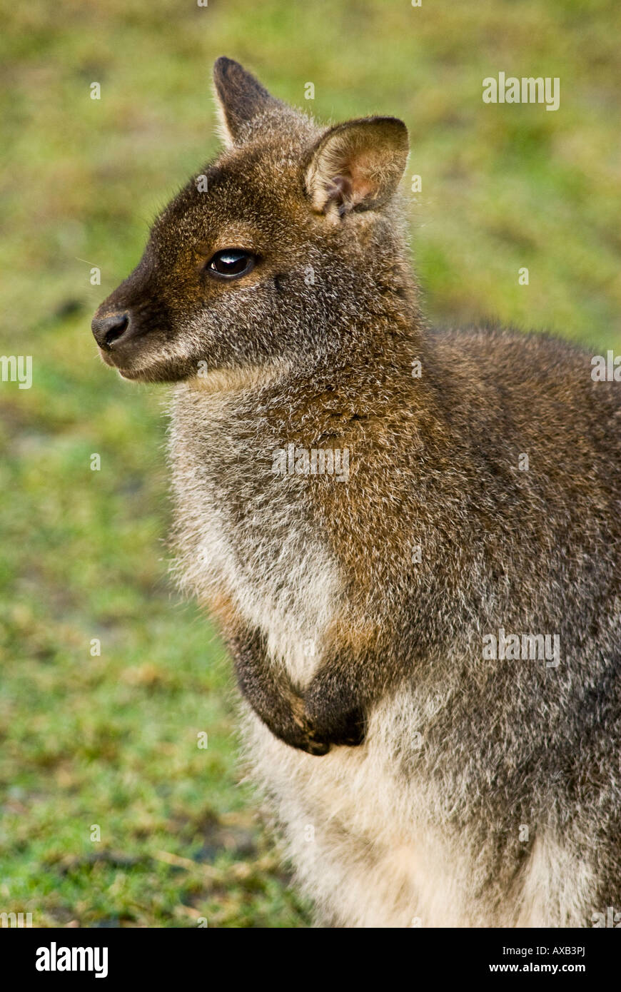 Rosso-un wallaby dal collo (Macropus rufogriseus) Foto Stock