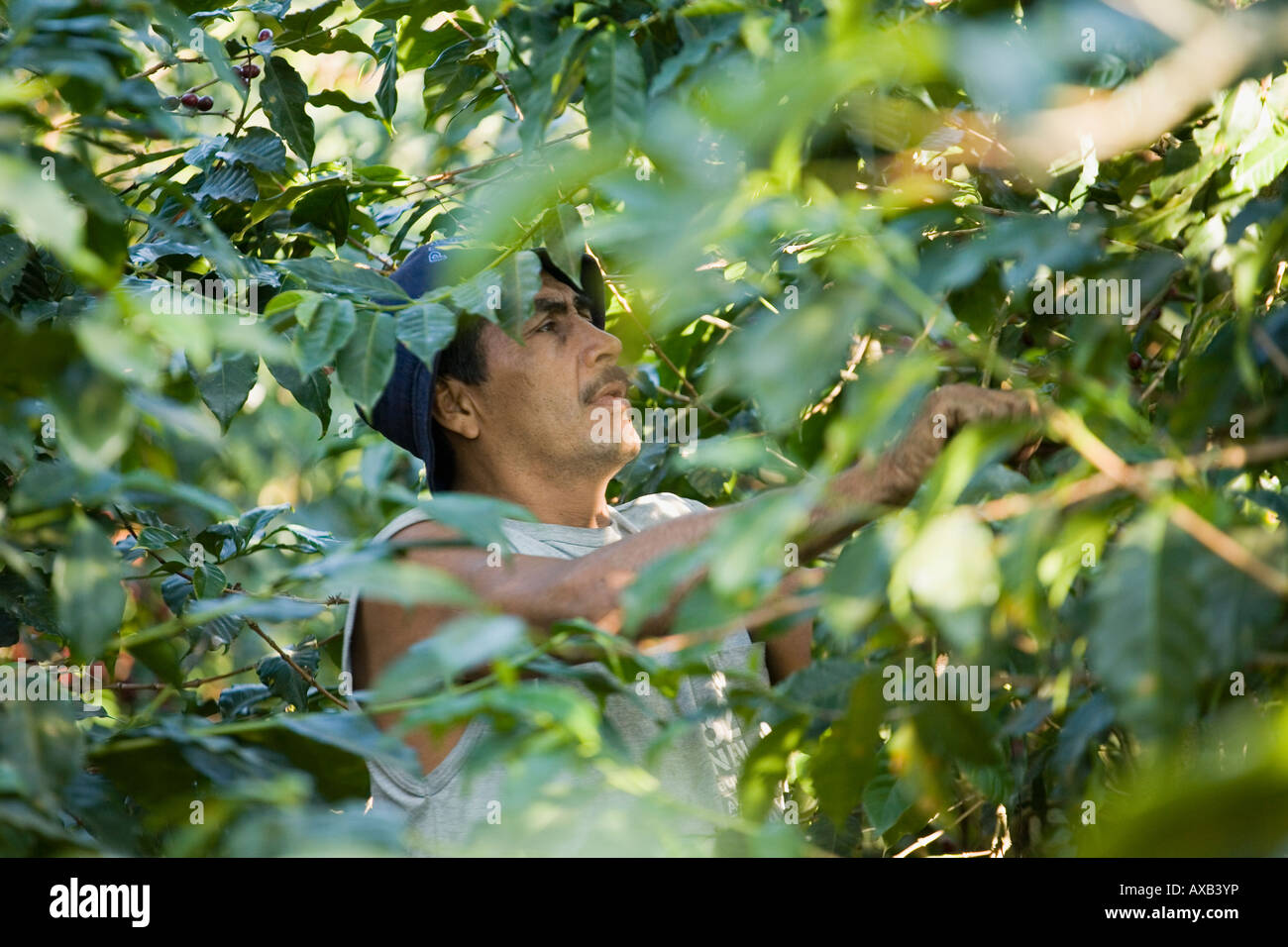 Campesino maschio man picking bourbon le ciliegie a Finca Jacaranda piantagione di caffè El Salvador Foto Stock