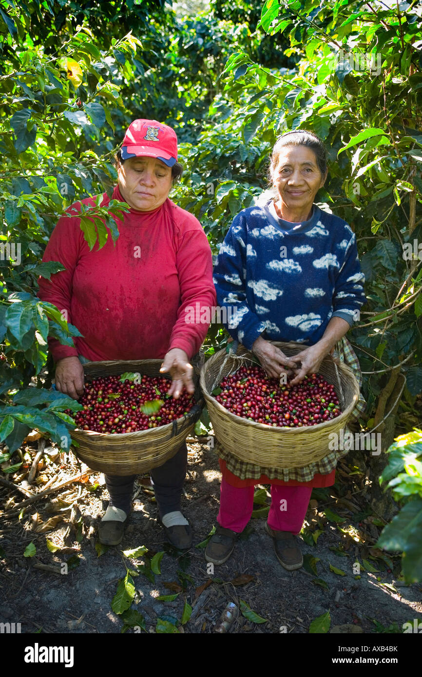 Campesinos donne femmina picking bourbon le ciliegie a Finca Jacaranda piantagione di caffè El Salvador Foto Stock