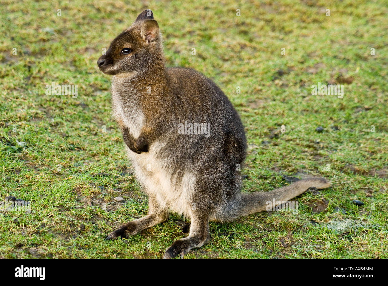 Rosso-un wallaby dal collo (Macropus rufogriseus) Foto Stock