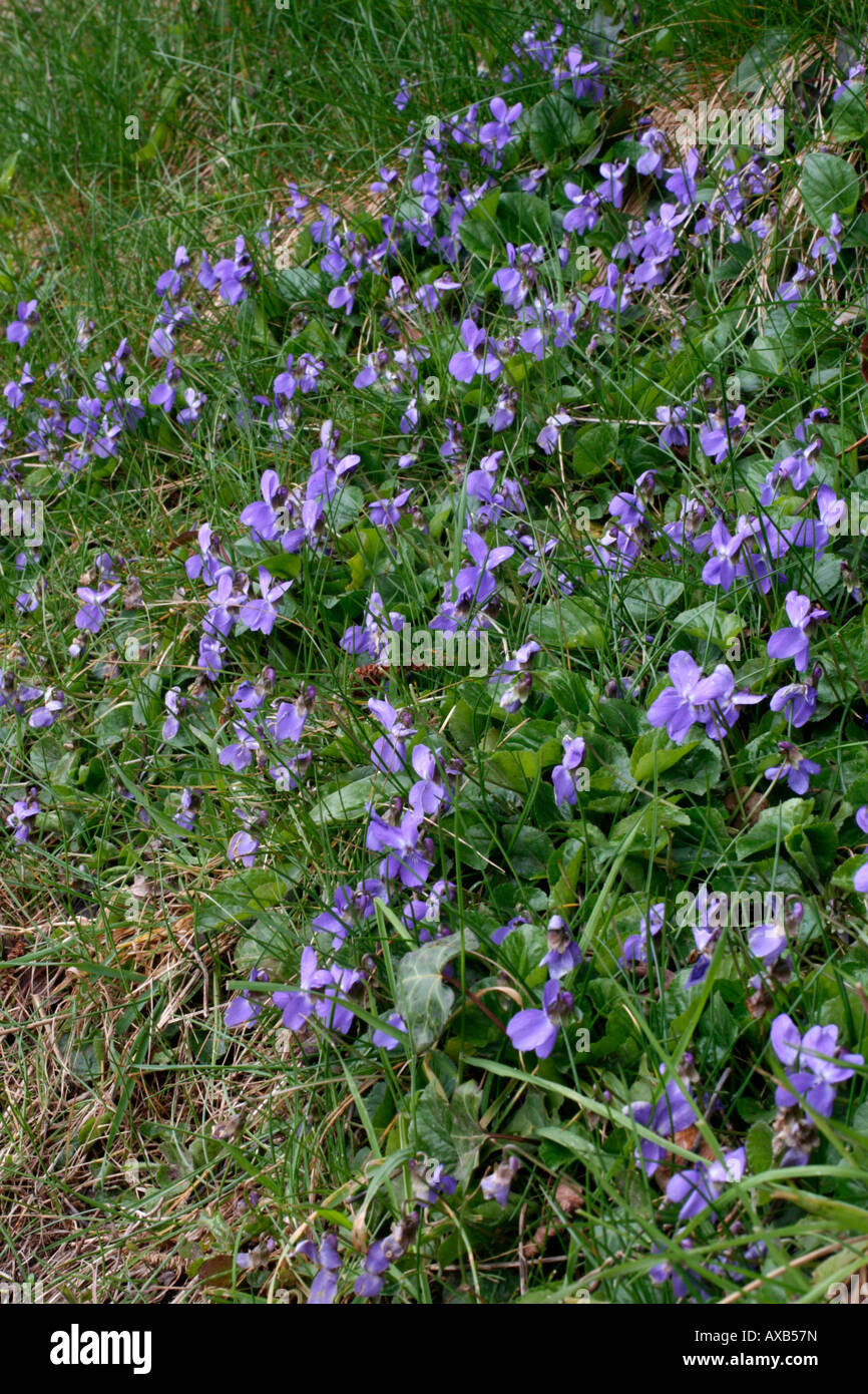 VIOLA RIVINIANA cane comune violetta SU UNA BANCA DI DEVON alla fine di marzo Foto Stock