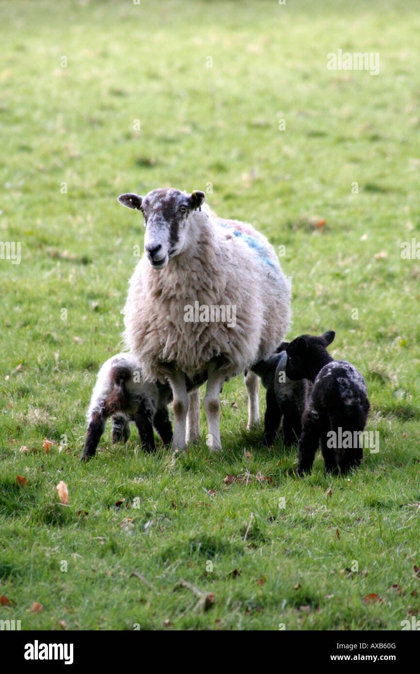 La molla AGNELLI A CULHEAD IL BLACKDOWN COLLINE DEL DEVON SOMERSET BORDER Foto Stock