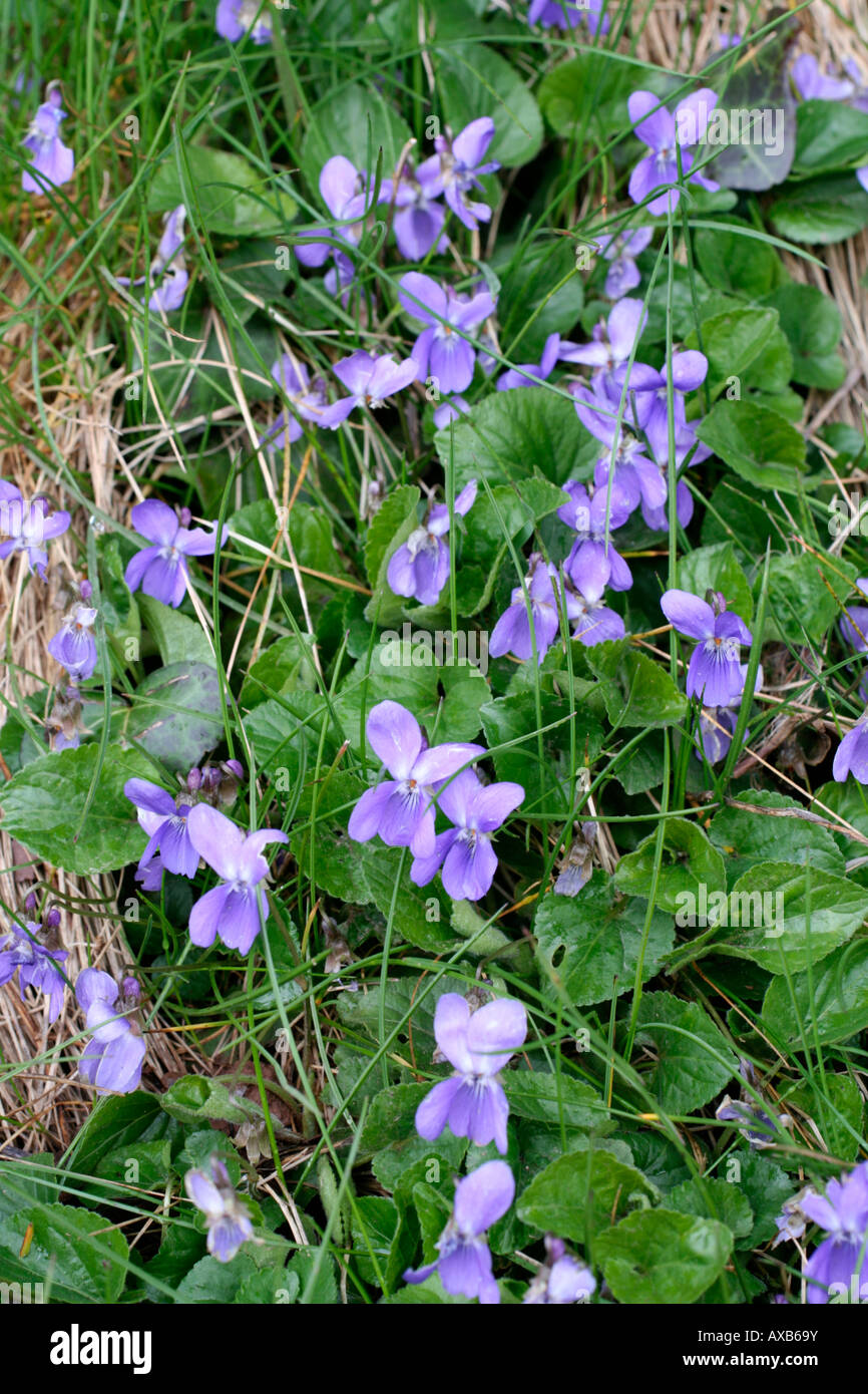 VIOLA RIVINIANA cane comune violetta SU UNA BANCA DI DEVON alla fine di marzo Foto Stock