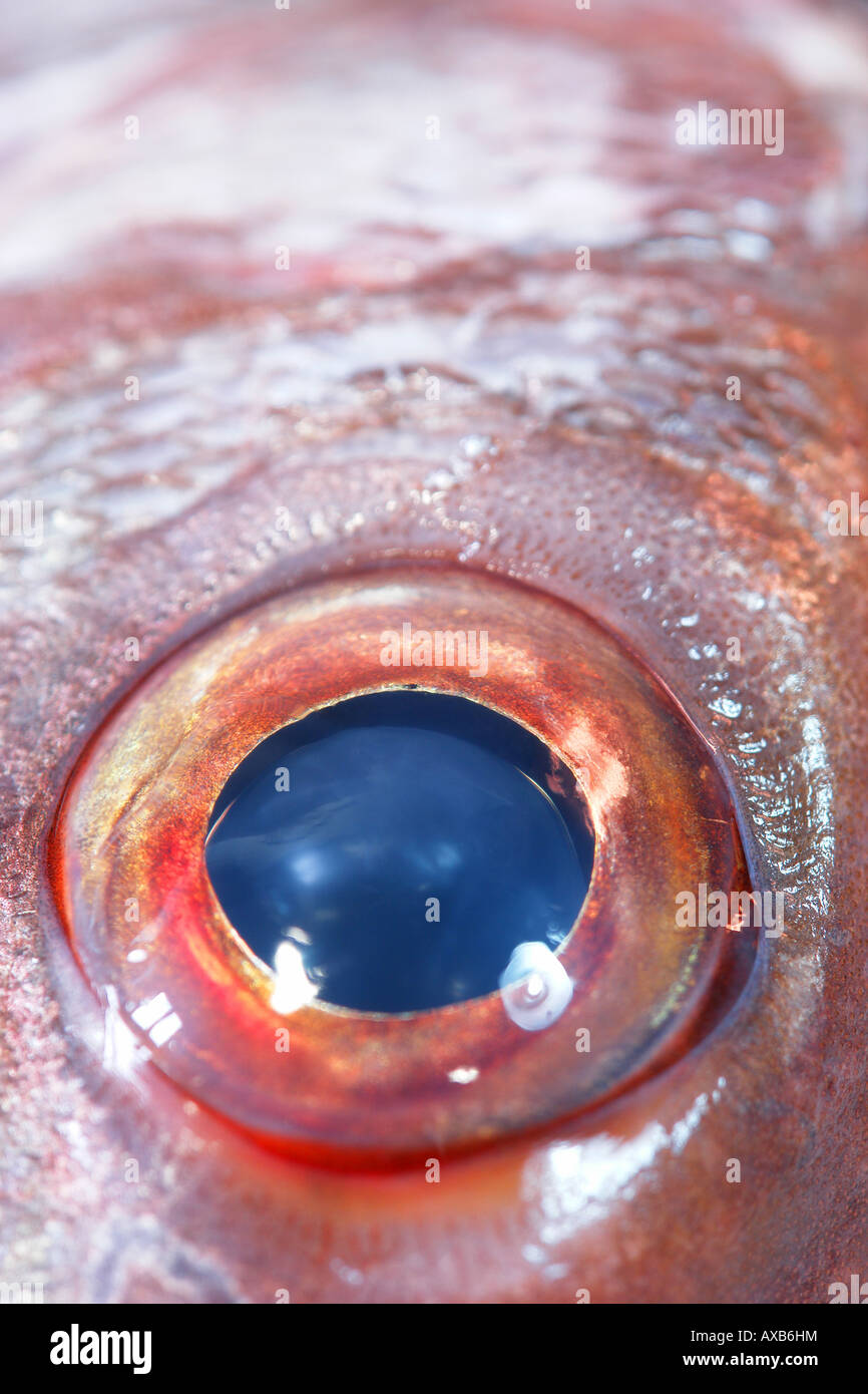 Occhio di pesce close-up Foto Stock