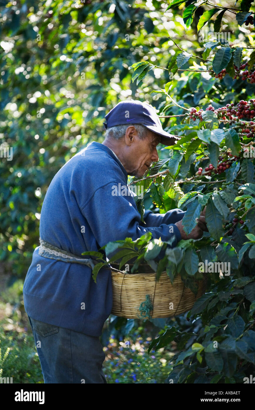 Campesino maschio man picking bourbon le ciliegie a Finca Jacaranda piantagione di caffè El Salvador Foto Stock