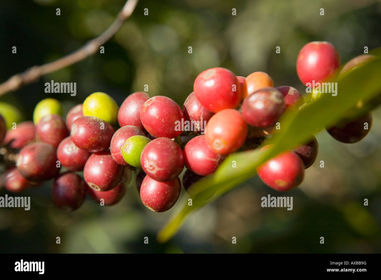 Borbone ciliegie di caffè a Finca Jacaranda piantagione di caffè El Salvador Foto Stock