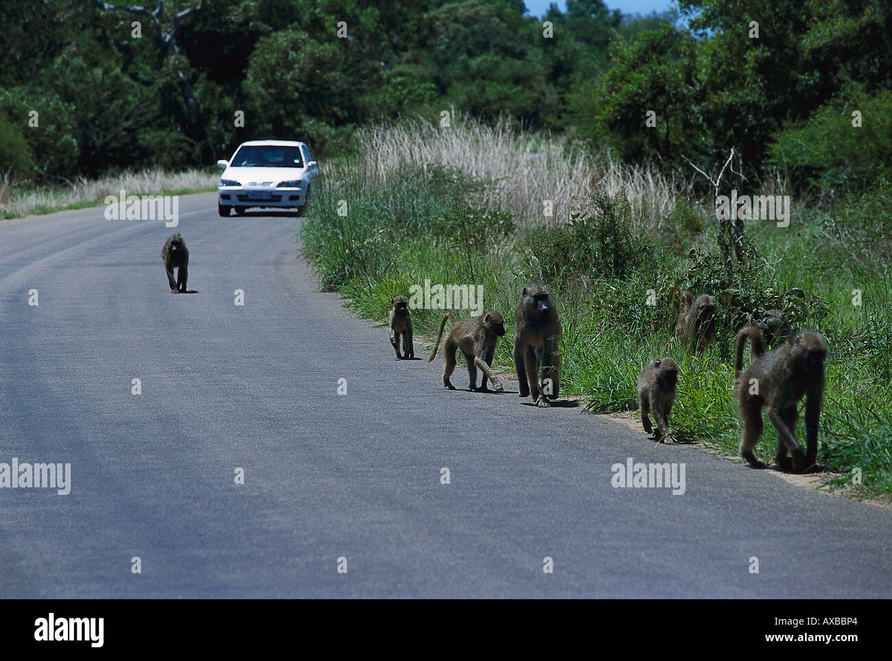 I babbuini nella parte anteriore della vettura, Krueger NP Sud Africa Foto Stock