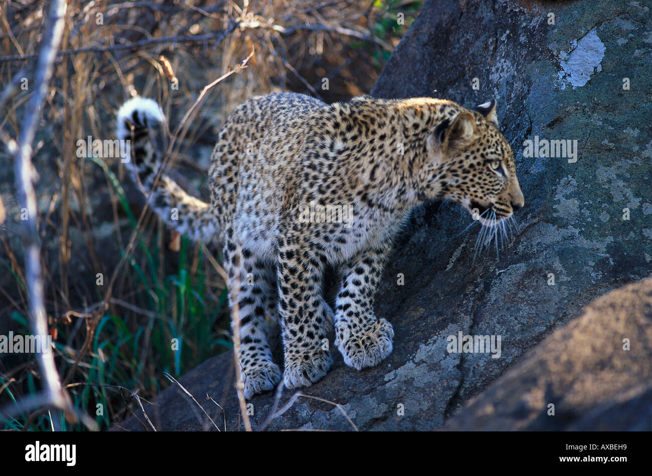 Leopard, Krueger NP, Sud Africa- Foto Stock