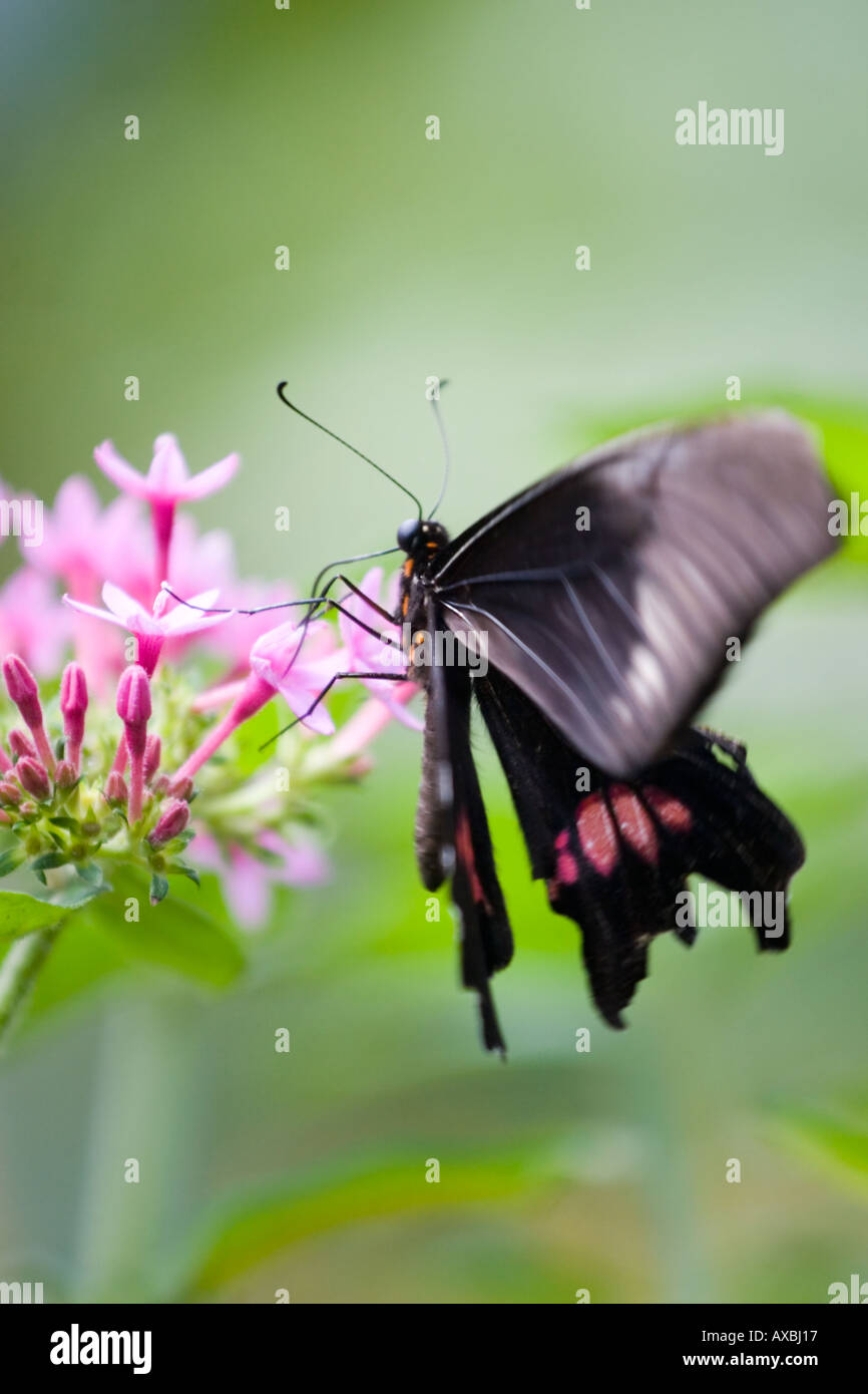 Rosa e nero farfalla sul fiore Foto Stock