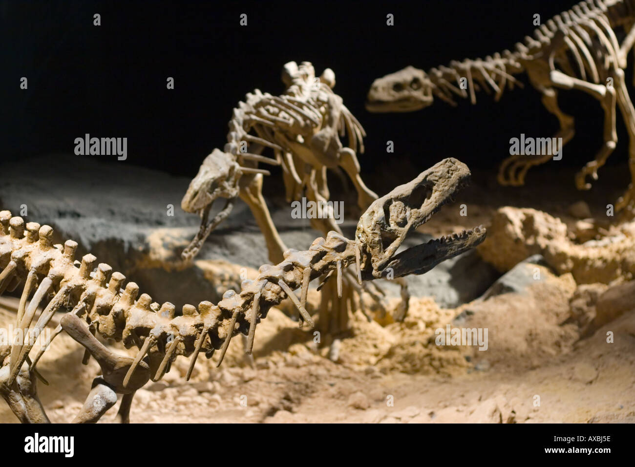 Il trio di scheletri di dinosauri Foto Stock