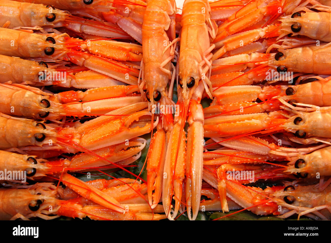 Spagna Barcellona Market Hall Mercat de la Boqueria piatti a base di frutti di mare freschi Langustinos crostacei Foto Stock