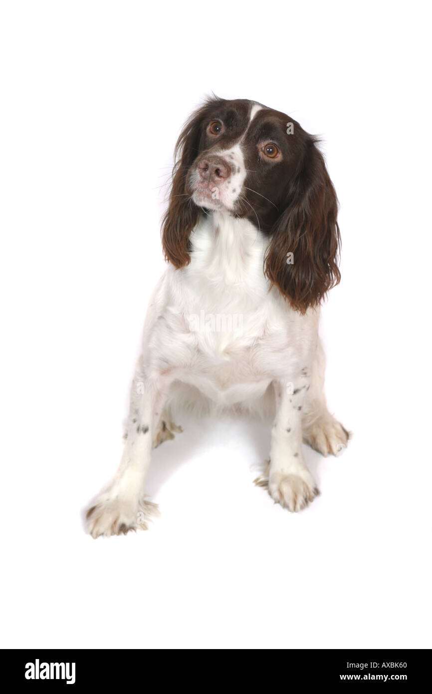 Una springer spaniel cane fotografati contro uno sfondo bianco Foto Stock