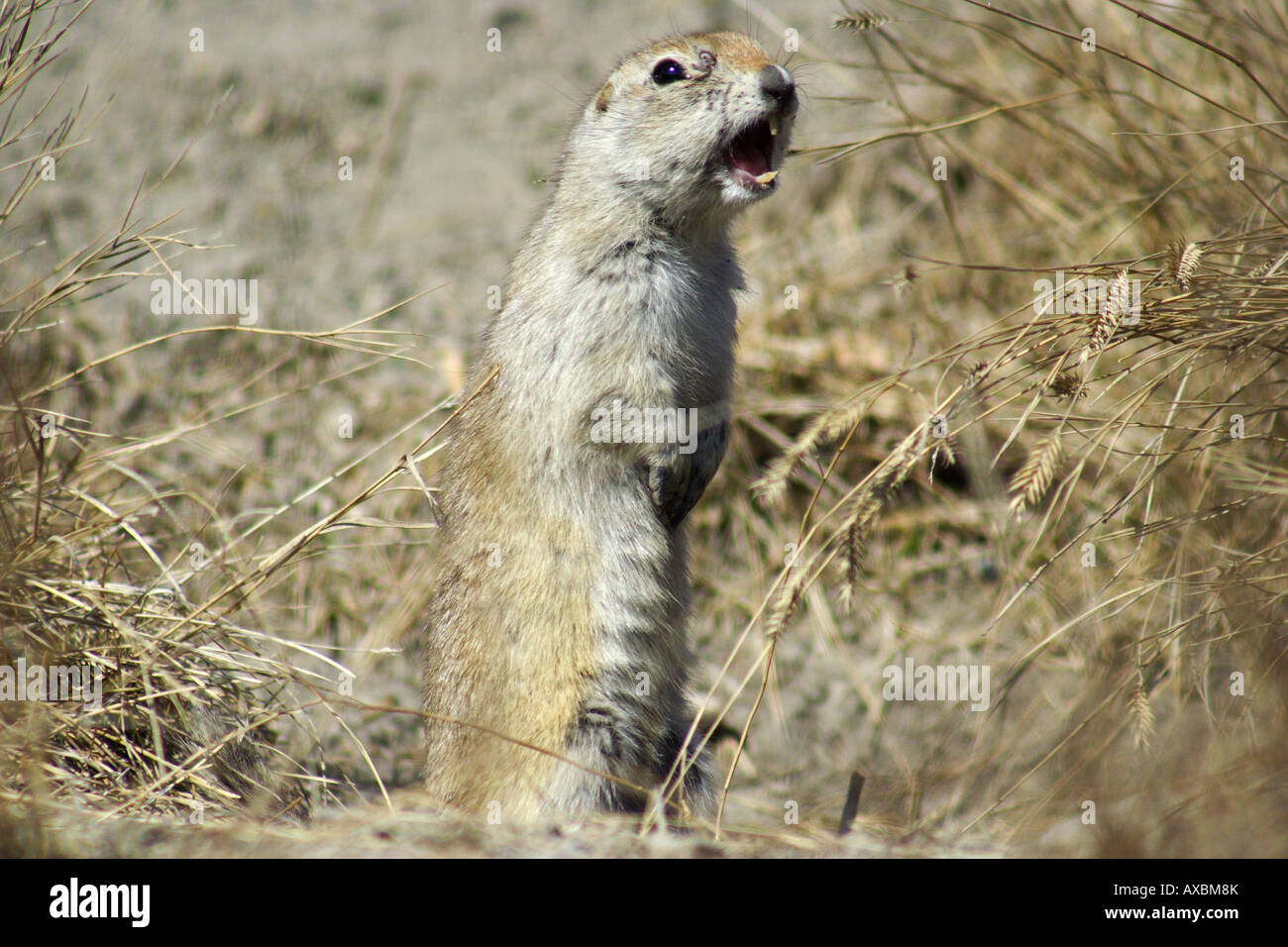 Richardson di scoiattolo di terra, Calgary, Alberta Foto Stock