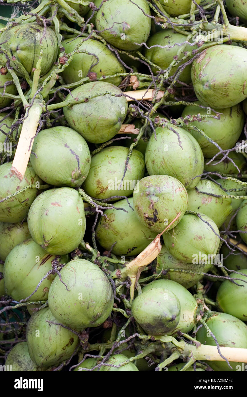 Appena raccolti giovani noci di cocco Foto Stock