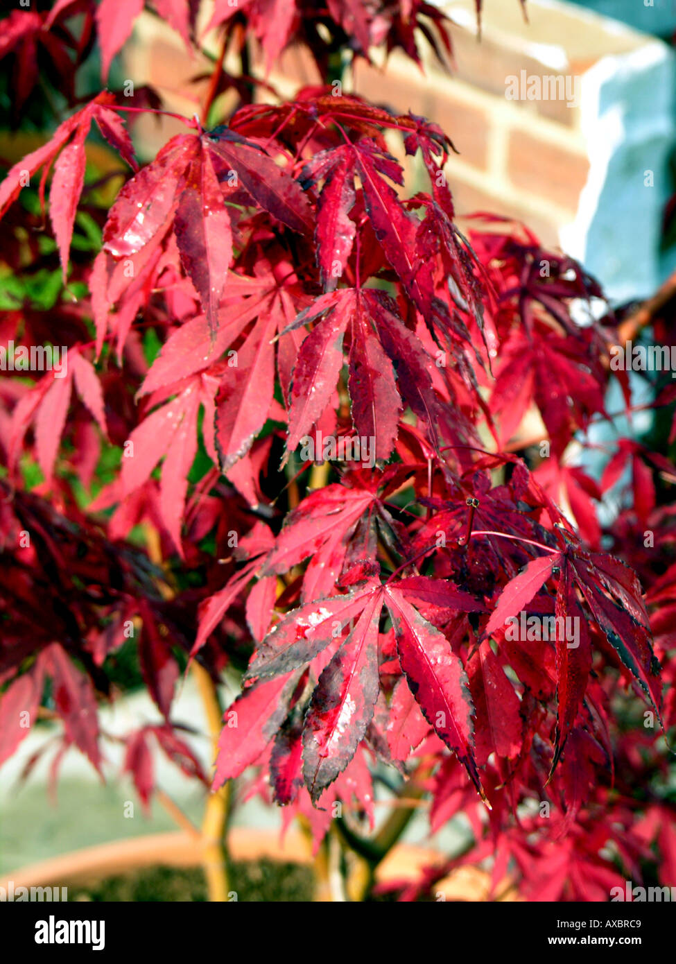 ACER ATROPURPUREUM. MAPLE Foto Stock