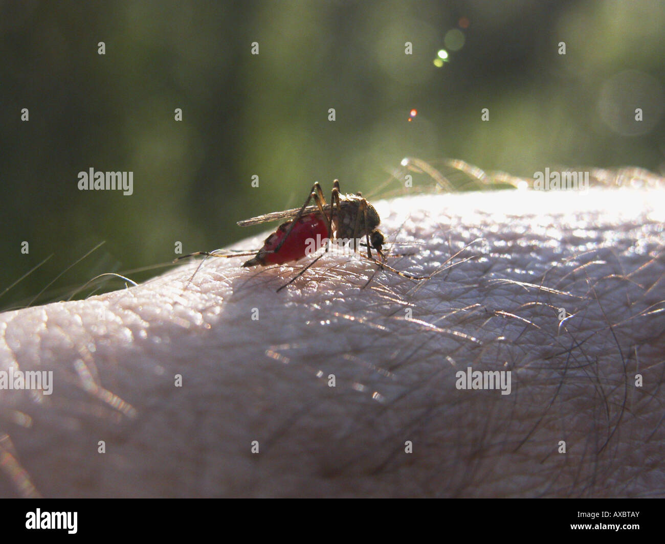 Mosquitoe, moscerino (Culicidae), femmina succhiare il sangue Foto Stock