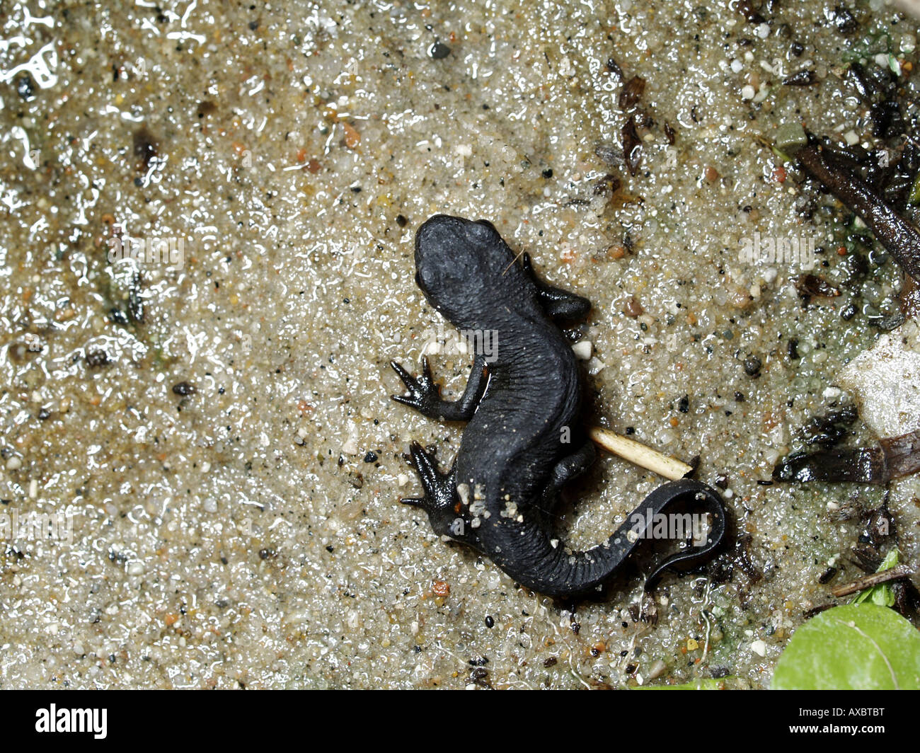 Giapponese newt firebelly, Giapponese fire panciuto newt (Cynops pyrrhogaster), nel terrarium Foto Stock