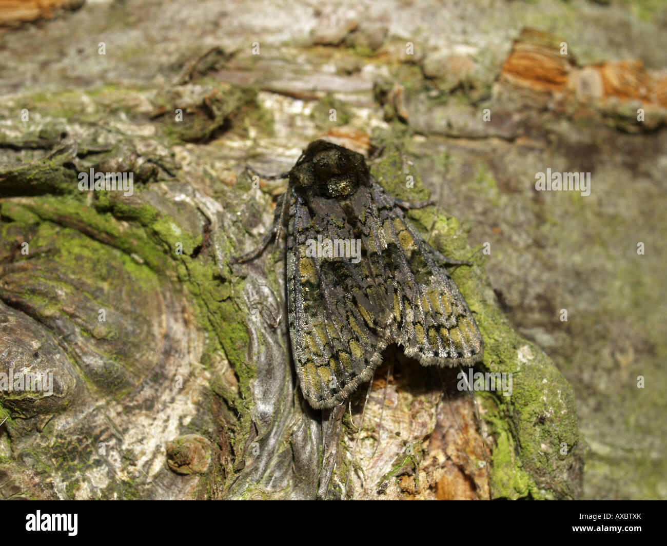 Coronet (Craniophora ligustri), seduti su uno stelo Foto Stock