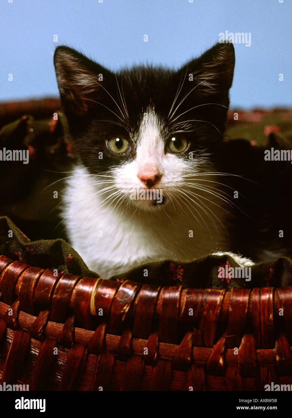 Animali gatti giovani in bianco e nero gattino nel cestino Foto Stock