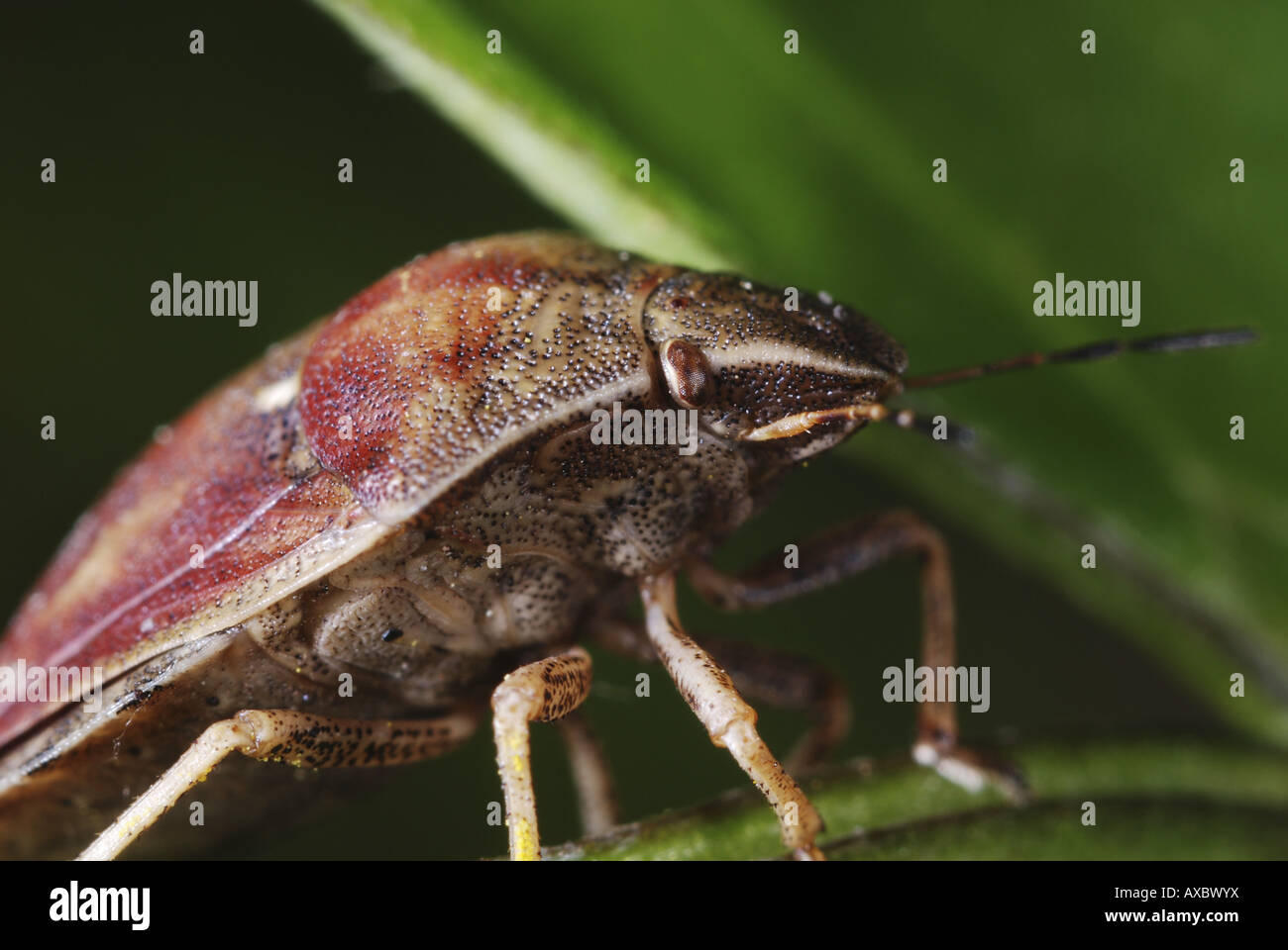"Testudinaria Eurygaster (Eurygaster "testudinaria), seduto sulla lamina Foto Stock