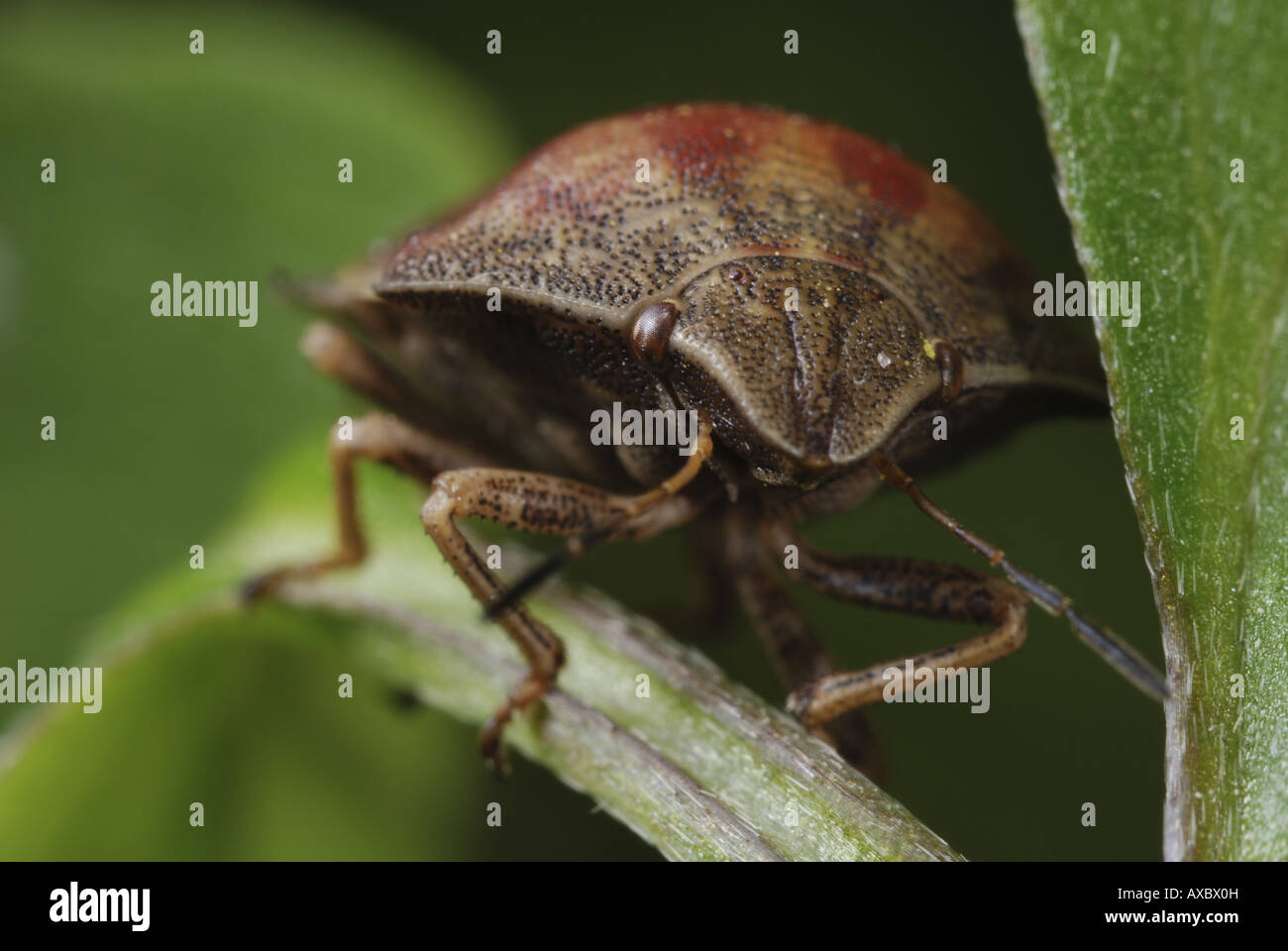 "Testudinaria Eurygaster (Eurygaster "testudinaria), seduto sulla lamina Foto Stock