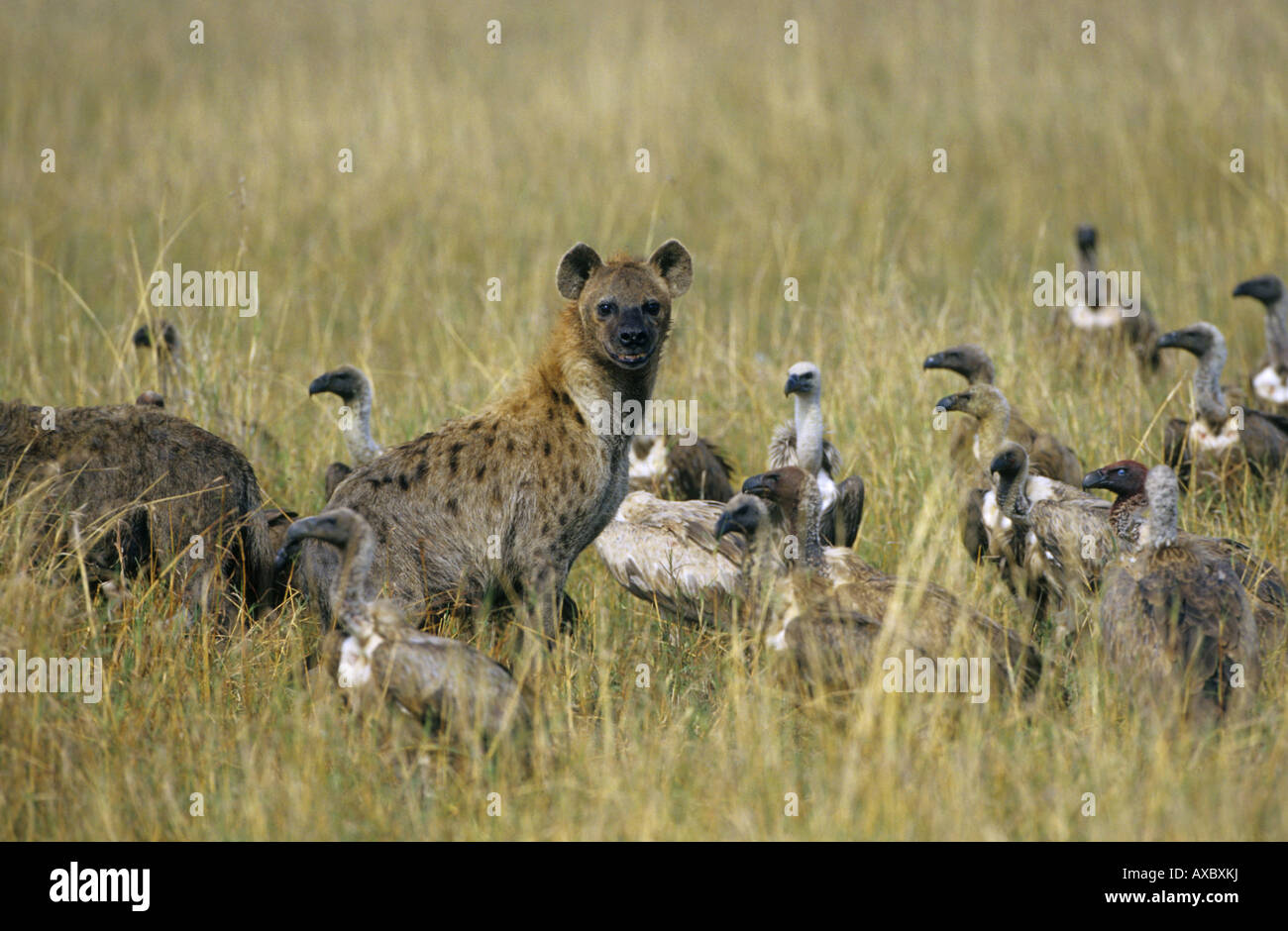 Spotted hyena (Crocuta crocuta), e avvoltoi in una carcassa, Kenia Masai Mara National Park Foto Stock