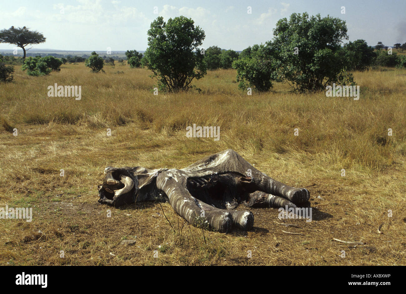 Elefante africano (Loxodonta africana), morto singoli, Kenia Masai Mara National Park Foto Stock