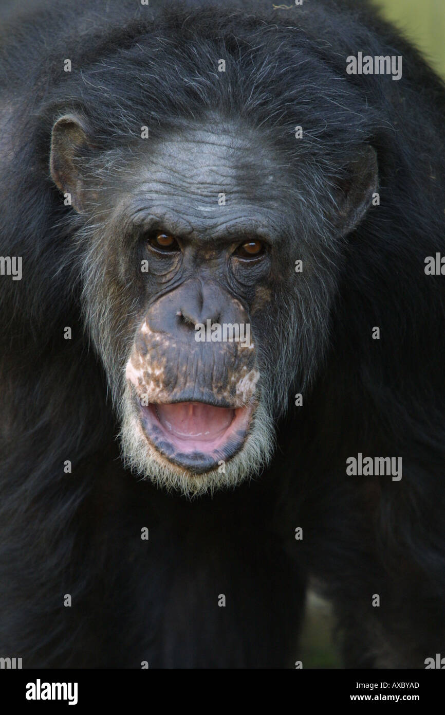Vecchio scimpanzé maschi closeup - Pan troglodytes Foto Stock