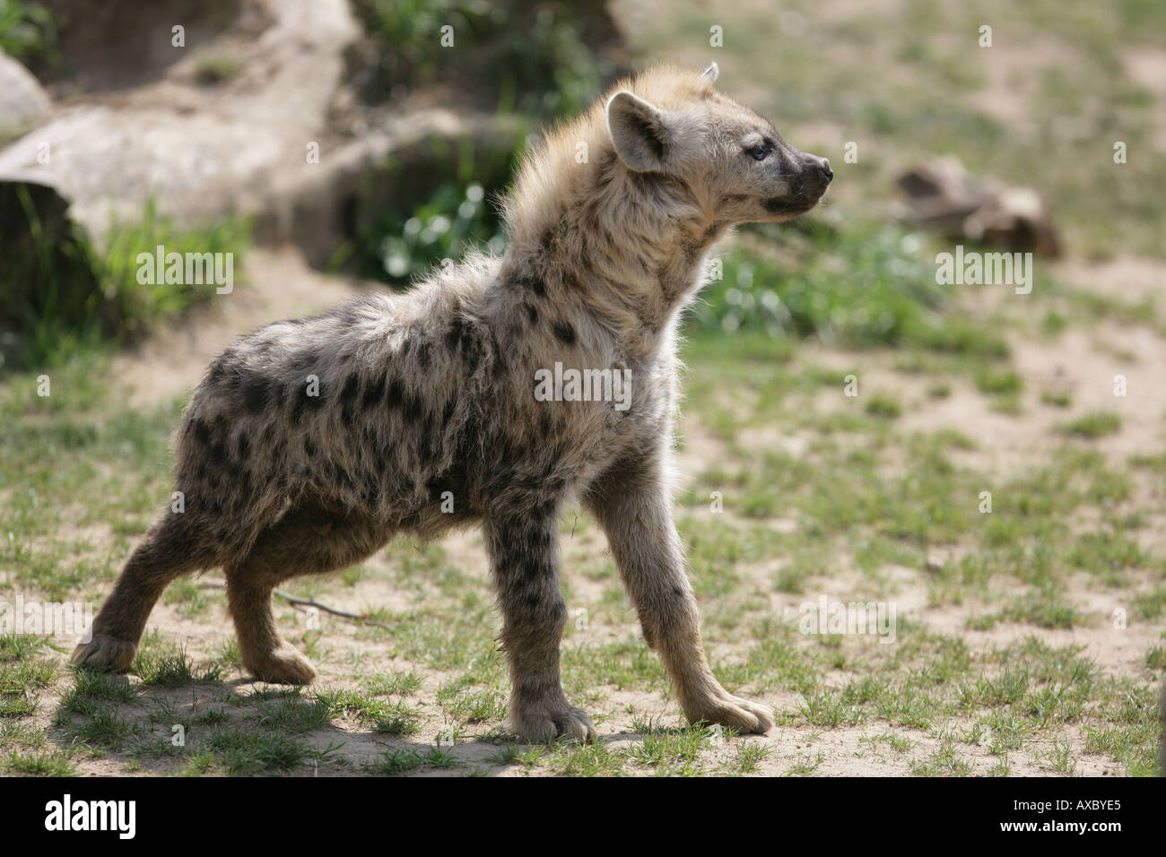 Spotted Hyena - Crocutua crocutua Foto Stock