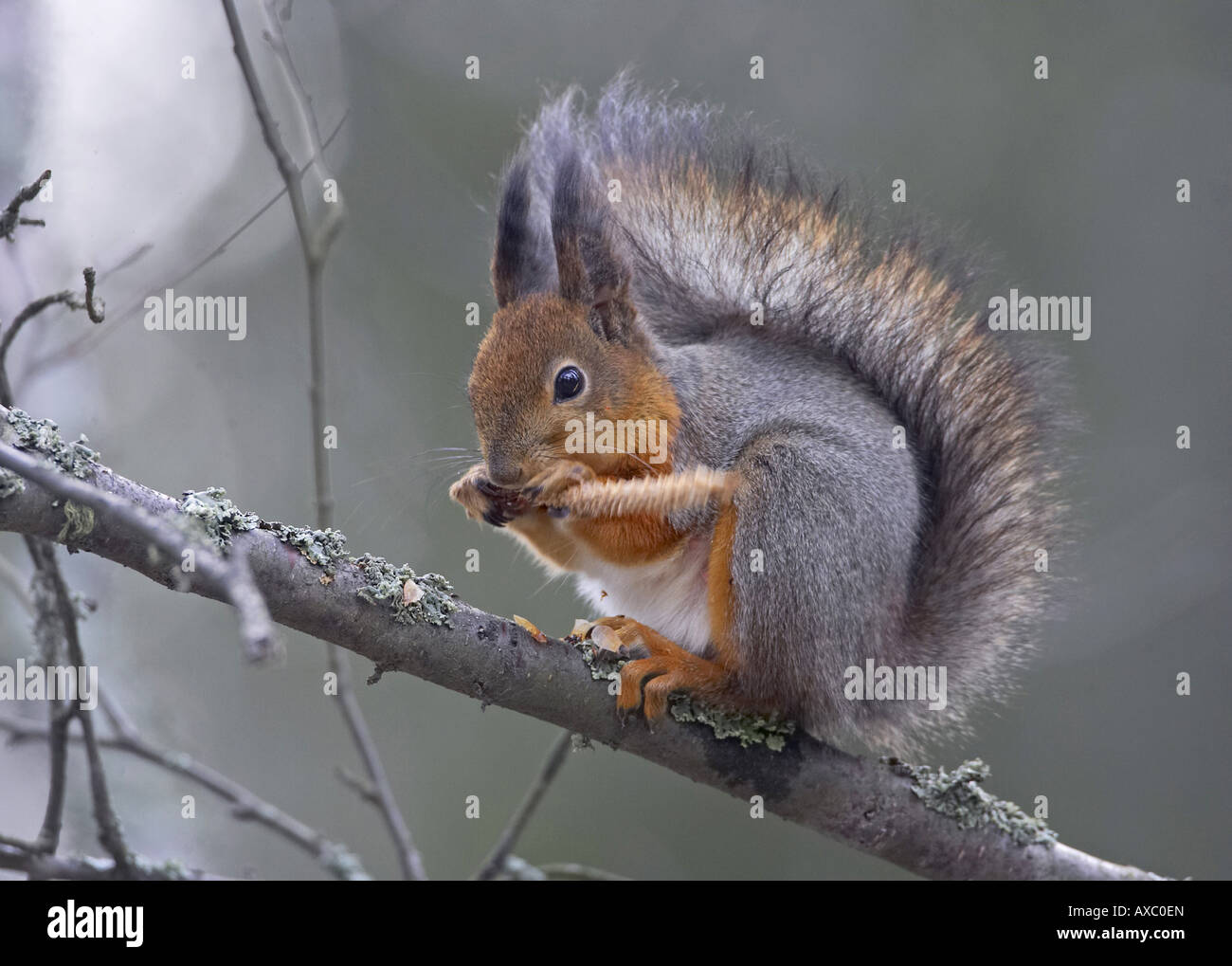 Unione scoiattolo rosso, Eurasian red scoiattolo (Sciurus vulgaris), sul ramo di alimentazione, Finlandia, Oulu Foto Stock